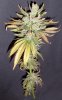 11-28 Cleo II Colas Best.jpg