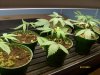 gods kush clones.jpg