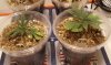 12-19 P.R. Clones #4-A & #5-A.jpg