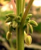 721797024-494px-Cannabis_male_flowers.jpg