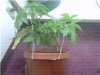 250watt3.jpg 250watt3.jpg