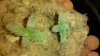 2010-12-21_15-11-21_451.jpg 2010-12-21_15-11-21_451.jpg