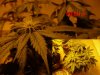 plant3-week2.jpg