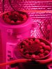 seedling1 002.jpg