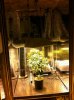 1st Grow K2 Kush (1).jpg
