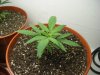 2008_0506Leaves0001.JPG