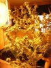all my big buds.jpg