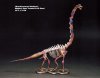 Brachiosaurus Skeleton.jpg