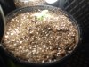 where's the grow 003.jpg