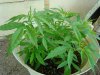 5-3-08 plant 1.jpg