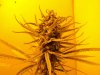 Plant67.jpg