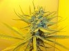 Plant64.jpg