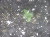 DSC00768.jpg