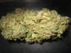 Og18sFBS 002.jpg