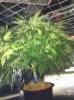 Scrog 004.jpg Scrog 004.jpg
