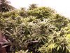 2010 X-mas and some 420 pics 091.jpg