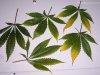 2010 X-mas and some 420 pics 092.jpg