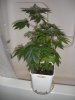 DSCN3725.jpg