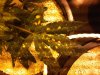 IMG00346-20101225-2045.jpg