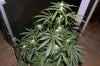 CheeseboyF2-12-b.jpg CheeseboyF2-12-b.jpg