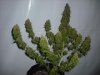 DSCF0267.jpg