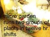 garden1.jpg