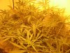 day9flwrscrog 004.jpg