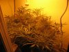 day9flwrscrog 001.jpg