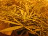 day9flwrscrog 002.jpg