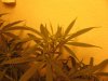 day9flwrscrog 003.jpg