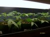 gods kush clones (2).jpg