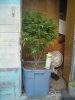 DSC00337.jpg