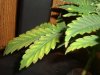 DSC04184.jpg