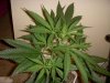 DSCN4383.jpg