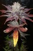 gallery_7518_242_706508.jpg