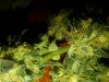 IMG00233-20101230-0113.jpg