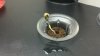 2010-12-30_13-41-34_439.jpg 2010-12-30_13-41-34_439.jpg
