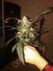 IMG00071-20101230-0054.jpg
