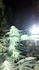 2010-12-30_13-17-22_773.jpg 2010-12-30_13-17-22_773.jpg