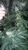 2010-12-30_13-15-42_293.jpg 2010-12-30_13-15-42_293.jpg