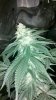 2010-12-30_13-12-29_179.jpg 2010-12-30_13-12-29_179.jpg