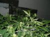 DSCN0701.jpg