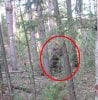 sasquatch122805a.jpg