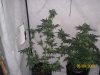 100_1593.jpg