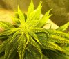 plant2.jpg