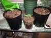 argh and plants 002.jpg