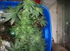 100_0631.jpg