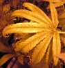 Plant issue#1.JPG