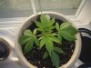 19 days of plant 014.jpg