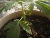 19 days of plant 013.jpg